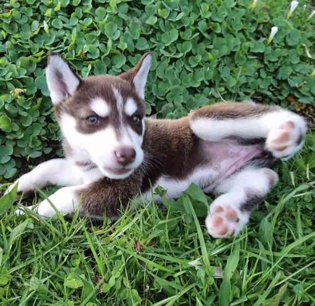 Sibiřský husky - foto 2