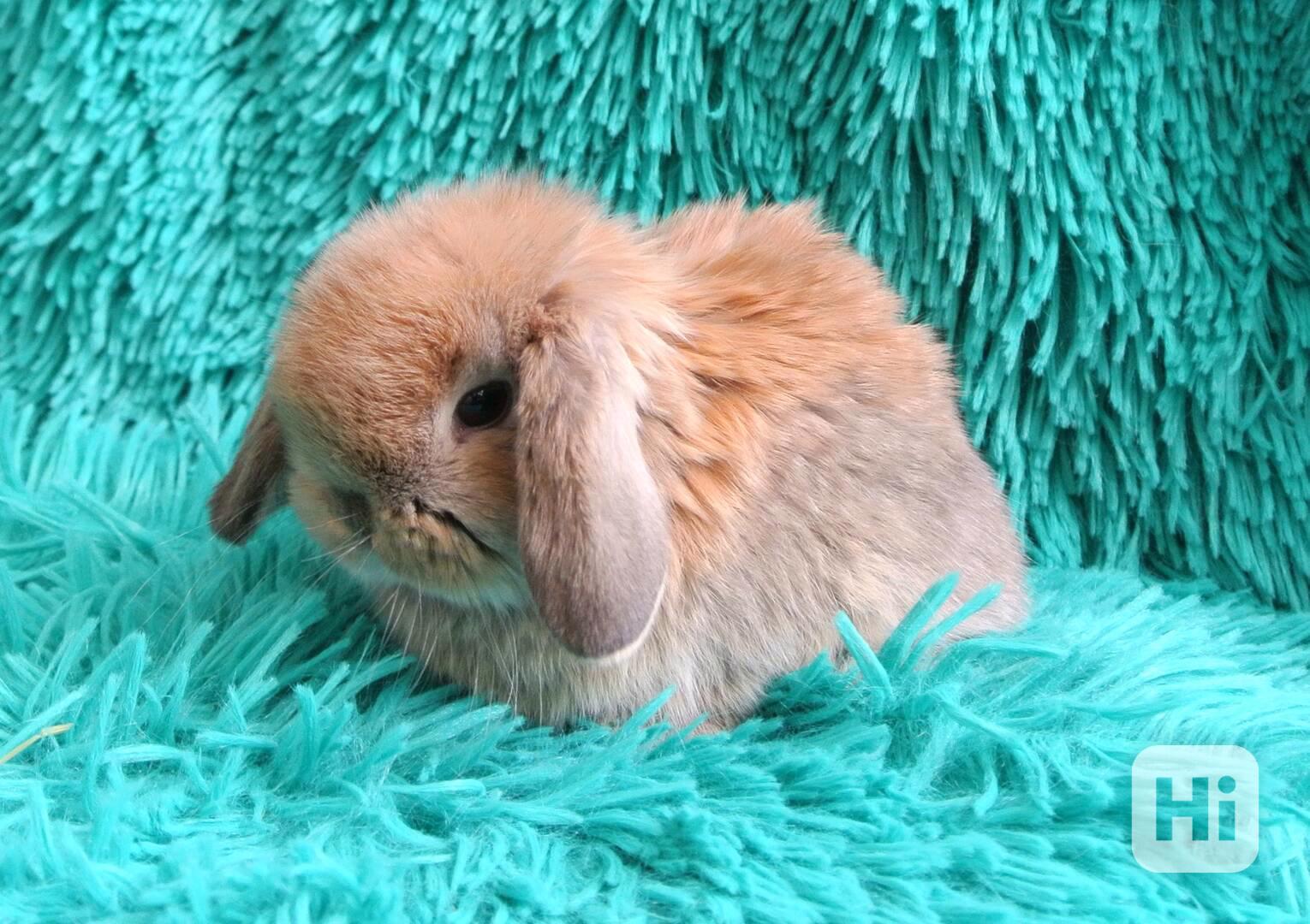 Minilop-králíčci - foto 1