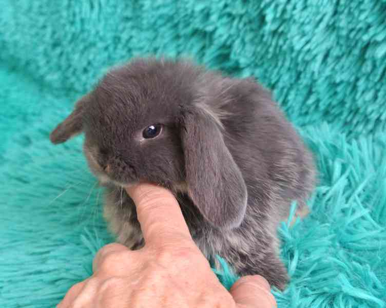 Minilop-králíčci - foto 4