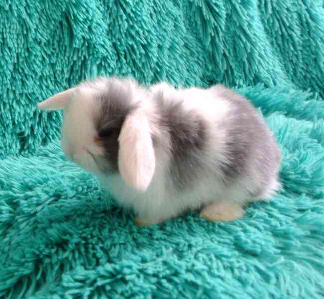 Minilop-králíčci - foto 6