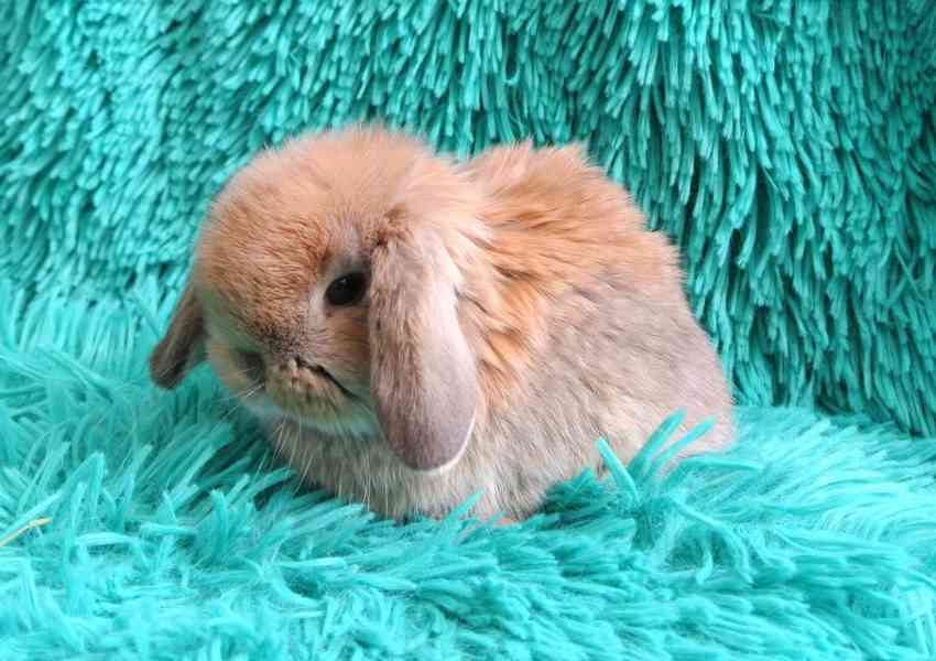 Minilop-králíčci - foto 1