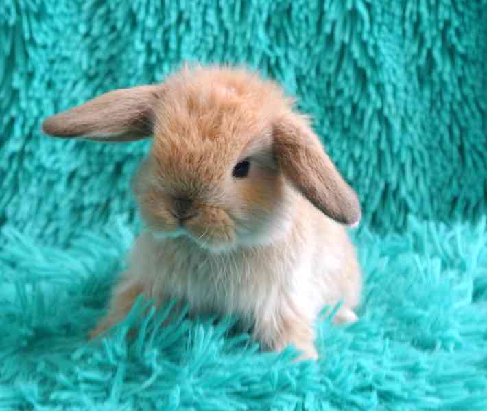 Minilop-králíčci - foto 3