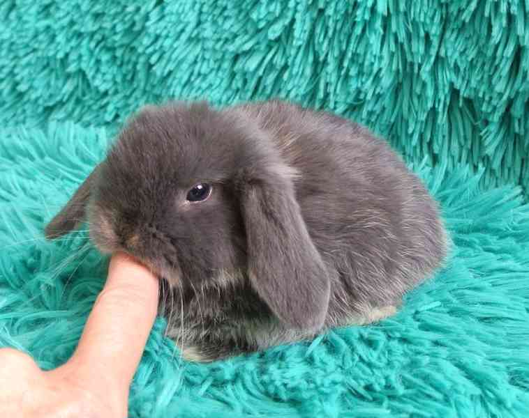 Minilop-králíčci - foto 2