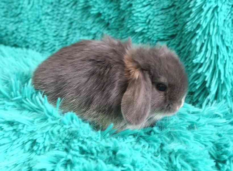 Minilop-králíčci - foto 7