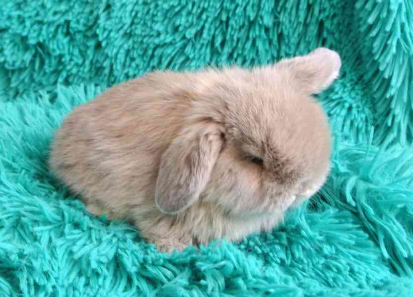 Minilop-králíčci - foto 5