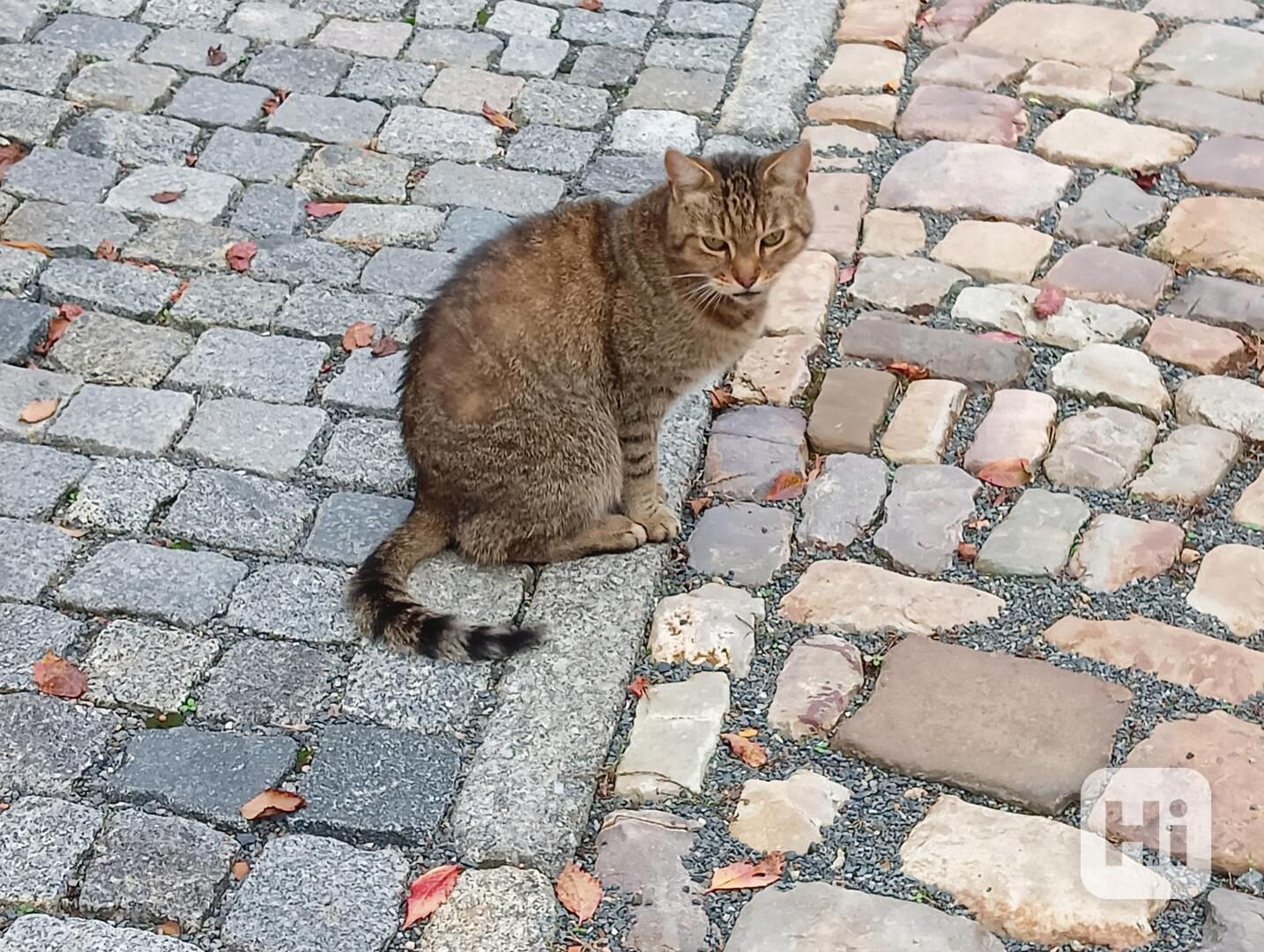 Mourovatá kočka, statná, věrná misce :-) - foto 1