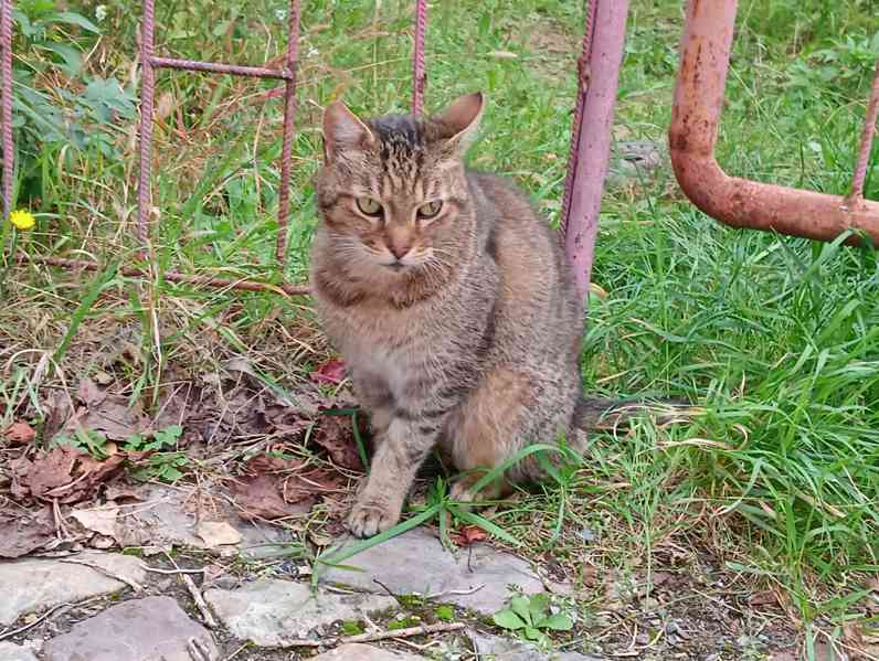 Mourovatá kočka, statná, věrná misce :-) - foto 10