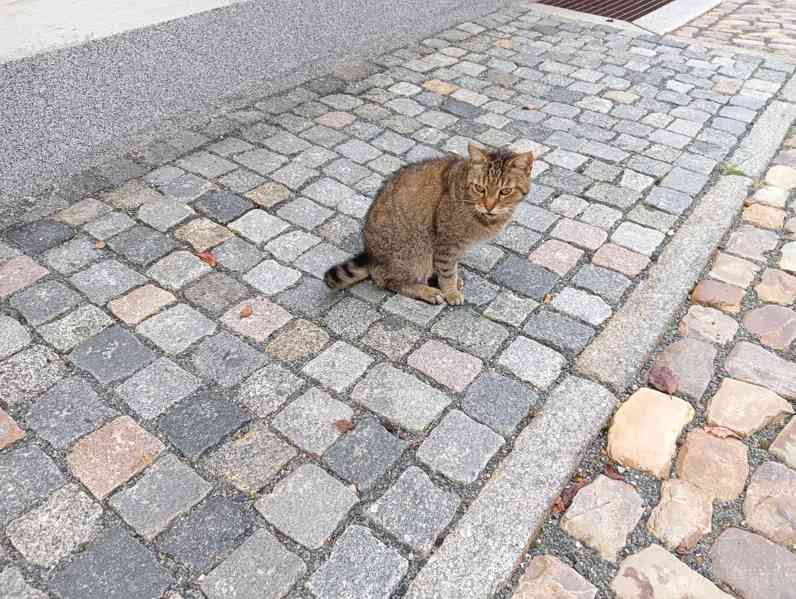 Mourovatá kočka, statná, věrná misce :-) - foto 6