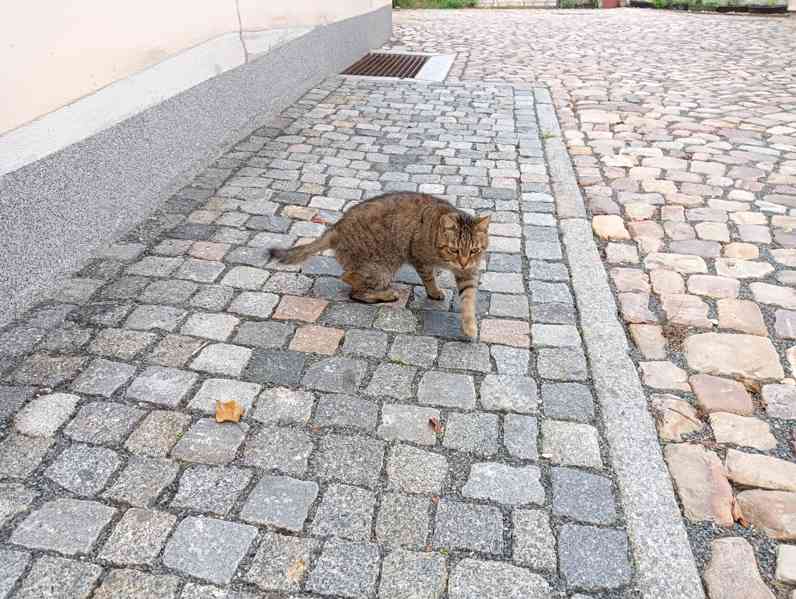 Mourovatá kočka, statná, věrná misce :-) - foto 3