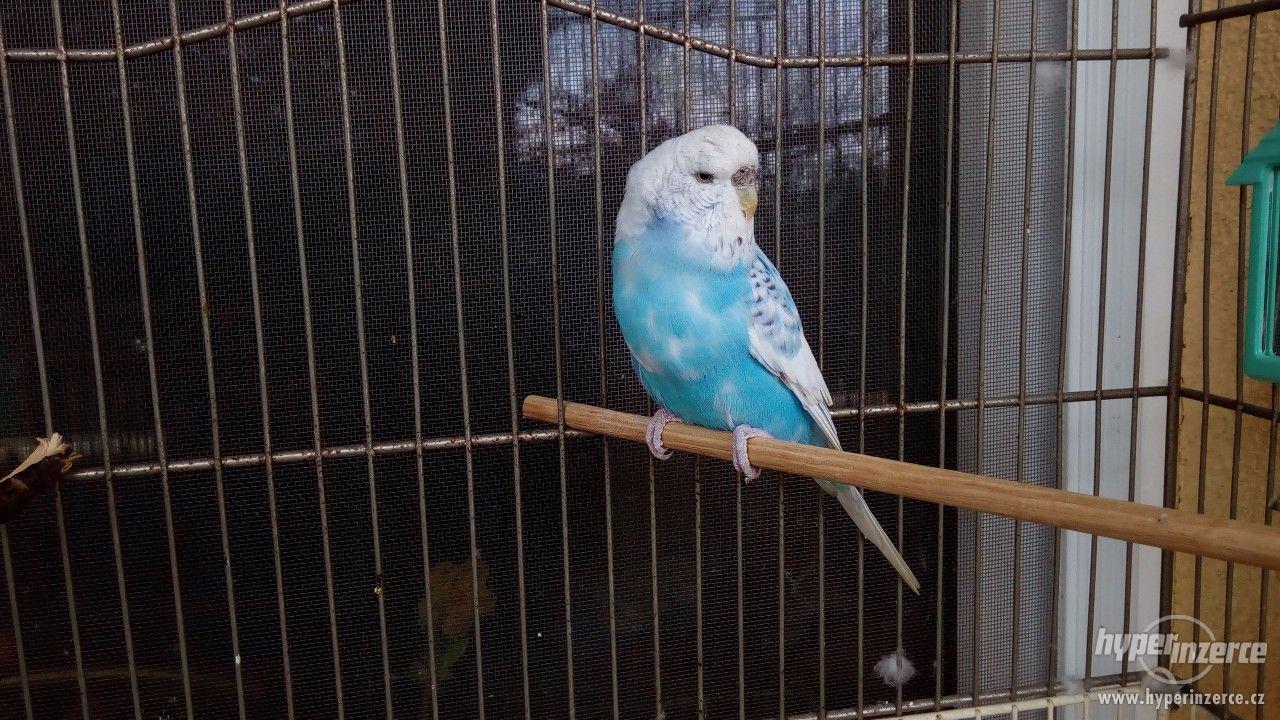 Andulka Opalín - foto 1