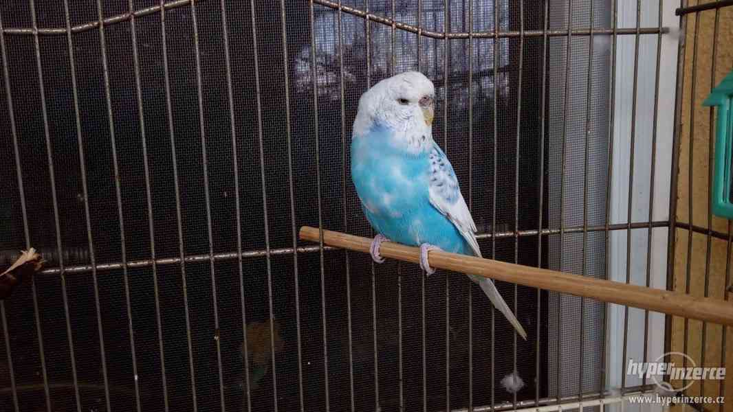 Andulka Opalín - foto 1