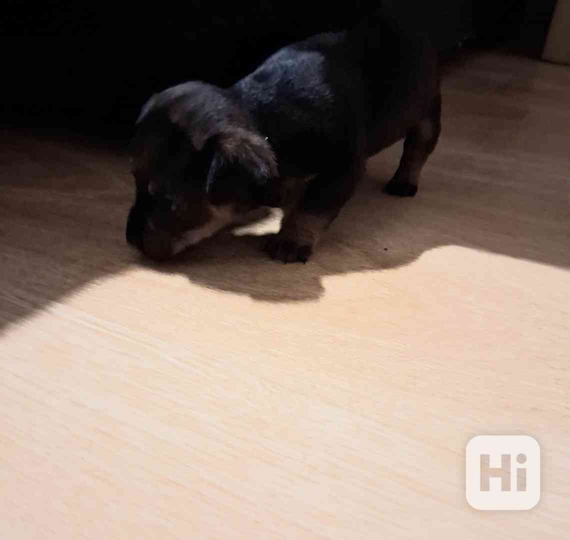 Štěňátko  - foto 1