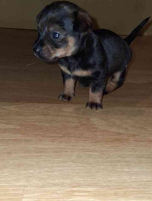 Štěňátko  - foto 2