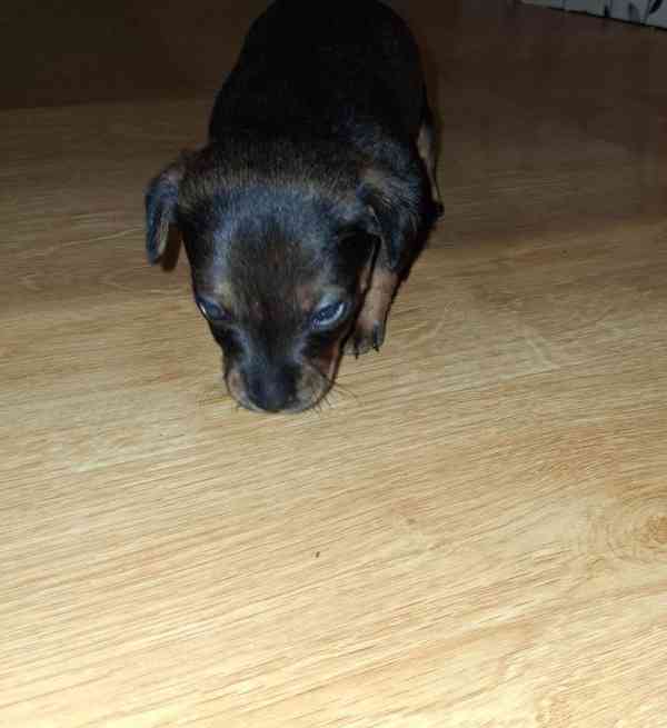 Štěňátko  - foto 3