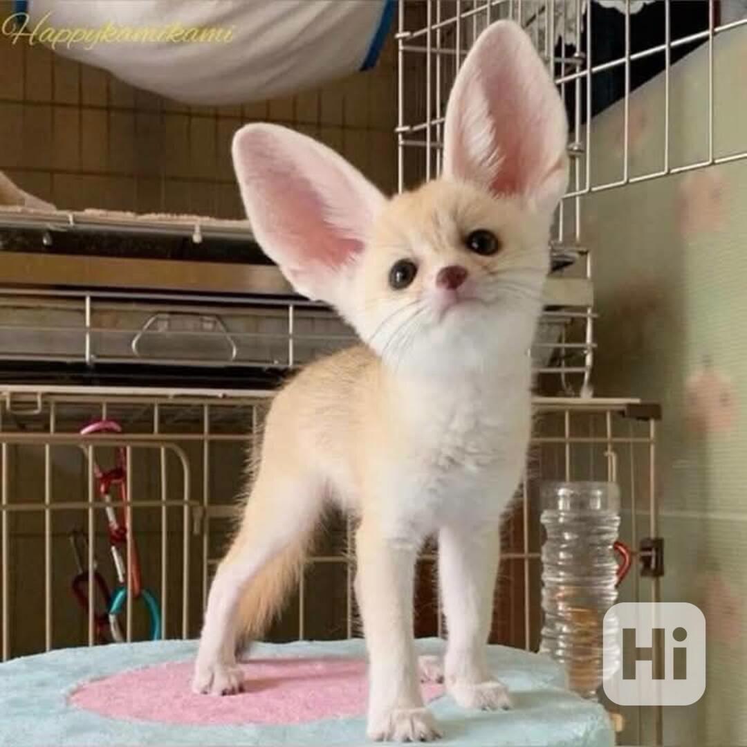 Špičková fennec liška zdarma k adopci zdarma  - foto 1