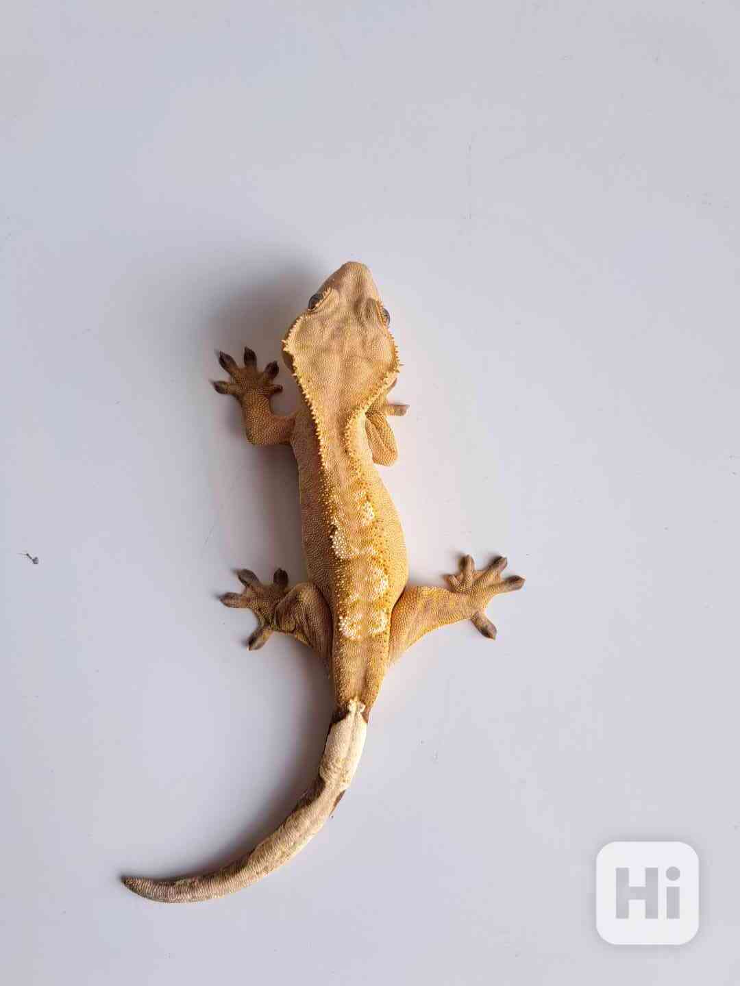 pagekon řasnatý - foto 1