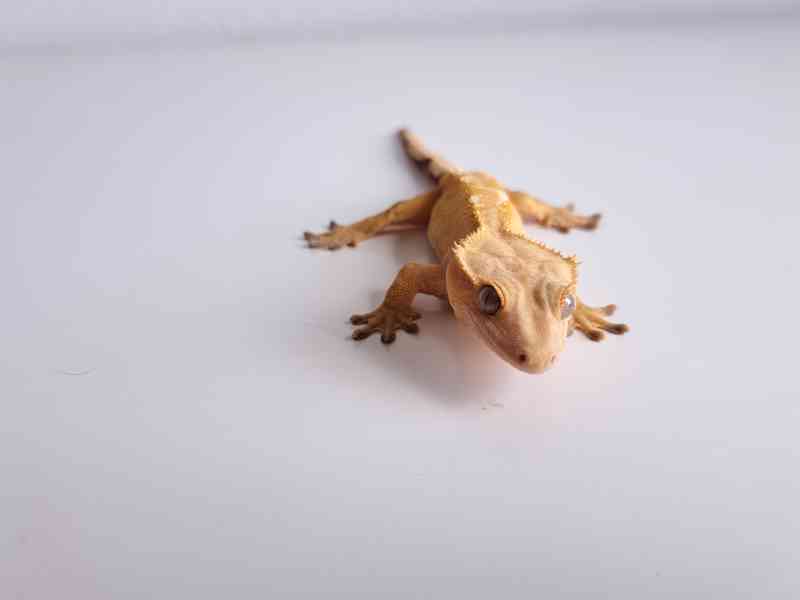 pagekon řasnatý - foto 3