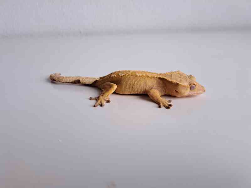 pagekon řasnatý - foto 2