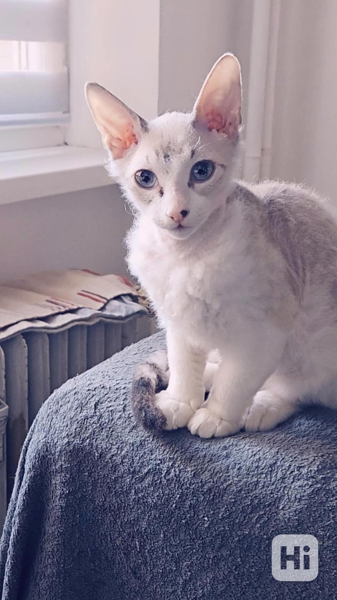 Koťátka Don sphynx bez PP - foto 1