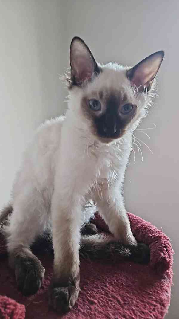 Koťátka Don sphynx bez PP - foto 4