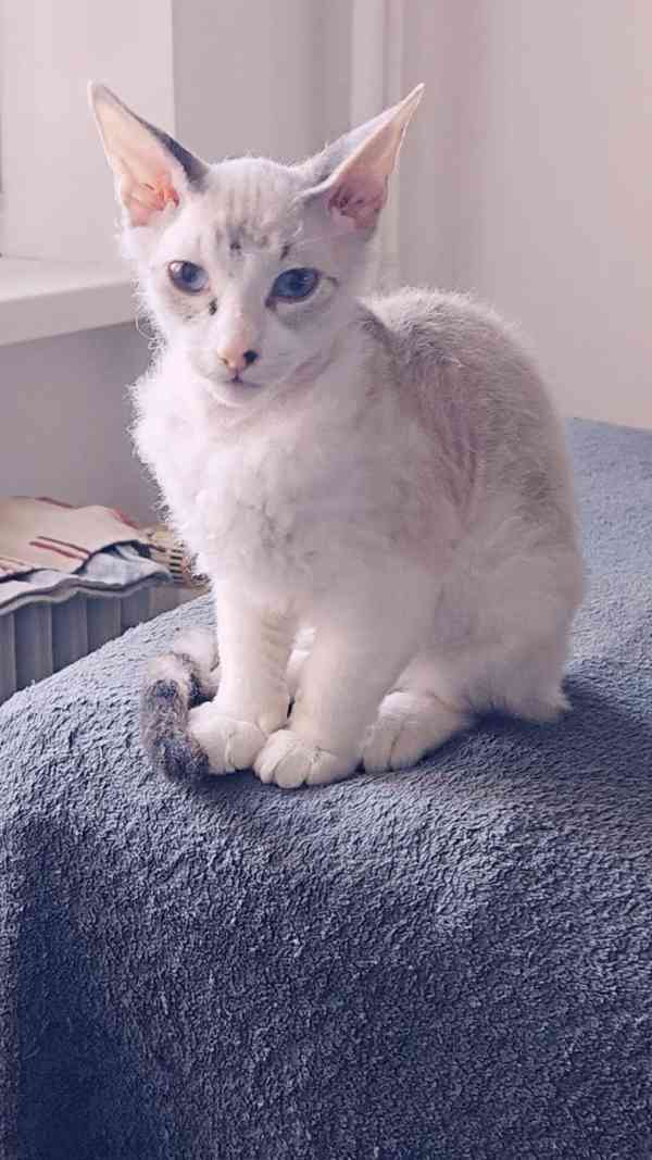 Koťátka Don sphynx bez PP - foto 8