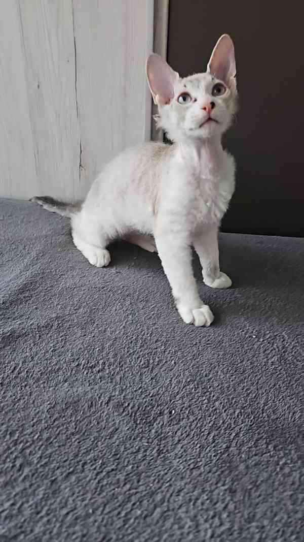 Koťátka Don sphynx bez PP - foto 2