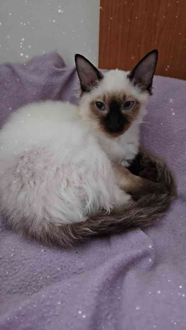 Koťátka Don sphynx bez PP - foto 5