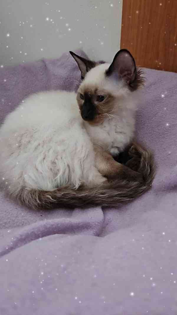 Koťátka Don sphynx bez PP - foto 7