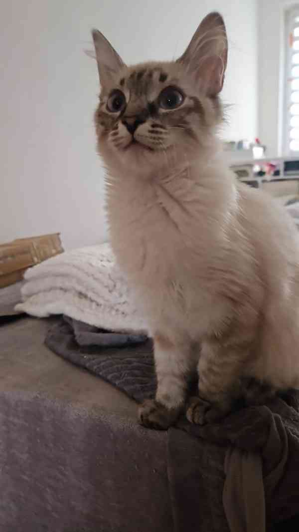 Koťátka Don sphynx bez PP - foto 3