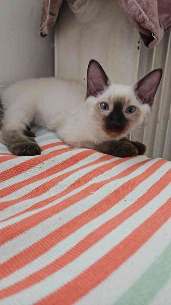 Koťátka Don sphynx bez PP - foto 6