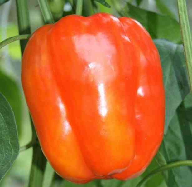 semena paprika Granova