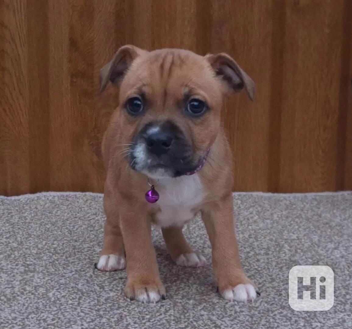 Štěňata stafordšírského teriér - foto 1