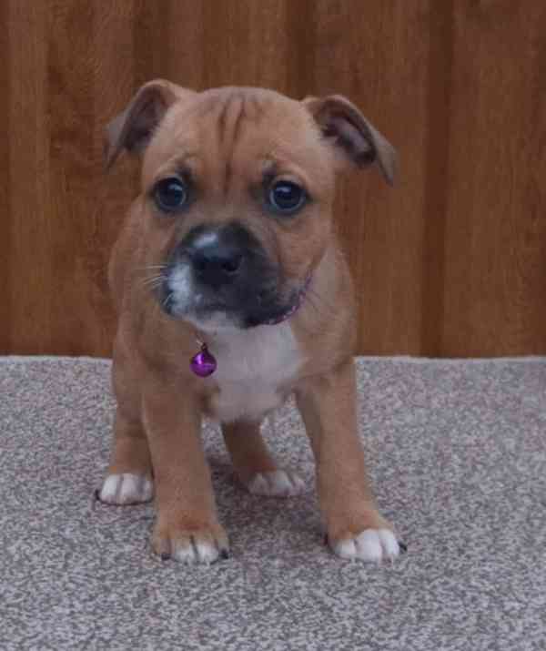 Štěňata stafordšírského teriér - foto 2