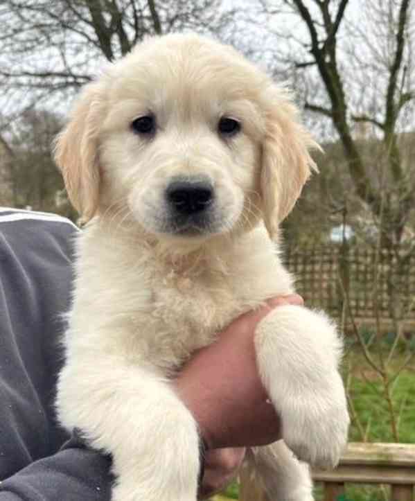 Dvě štěňata zlatého retrívra od Itelligent - foto 2