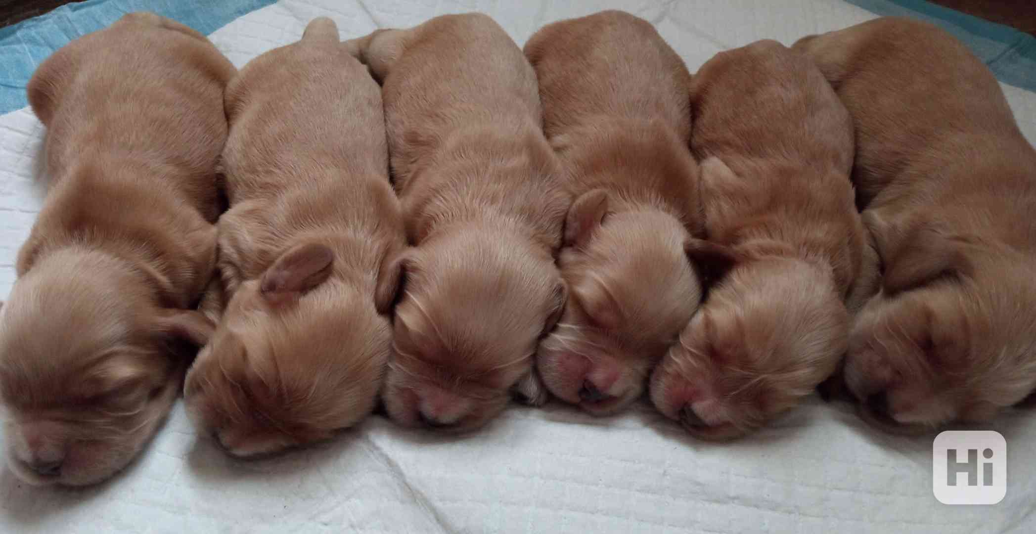 Anglický kokršpaněl  - foto 1