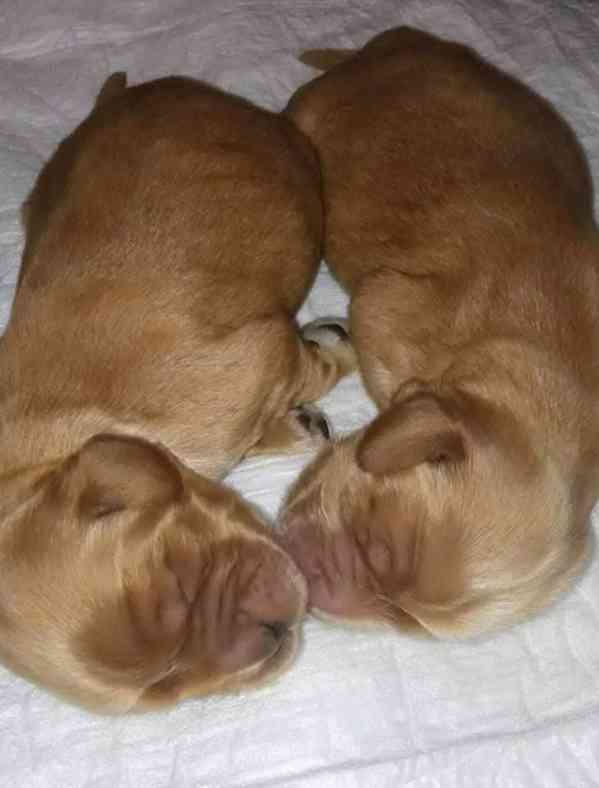 Anglický kokršpaněl  - foto 3