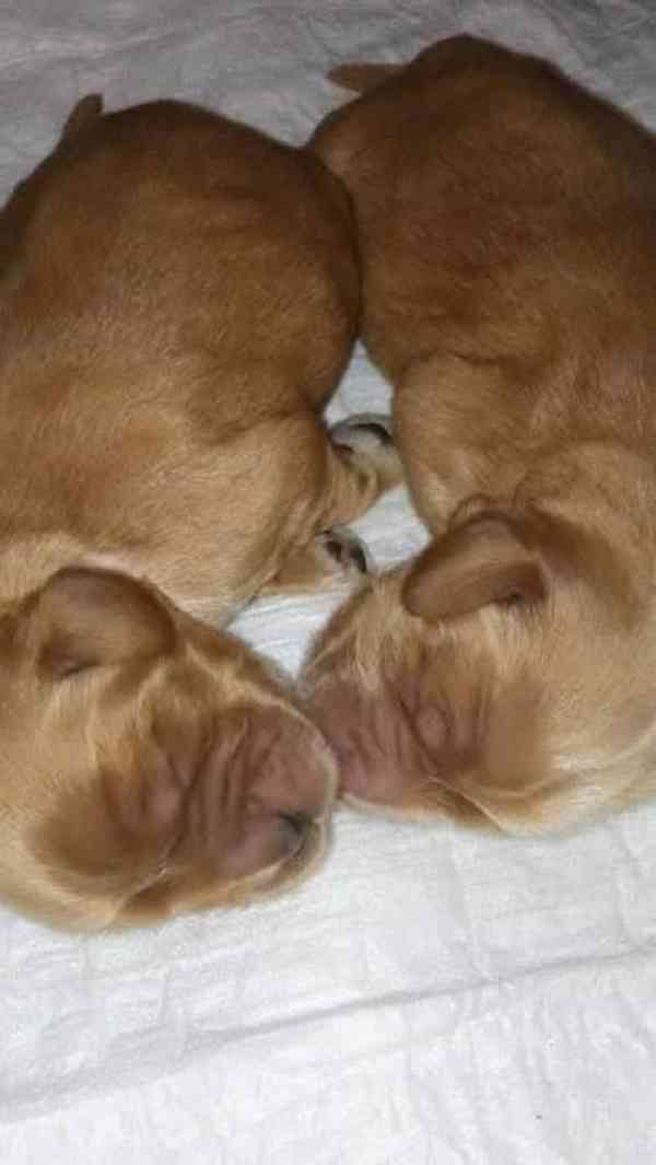 Anglický kokršpaněl  - foto 4