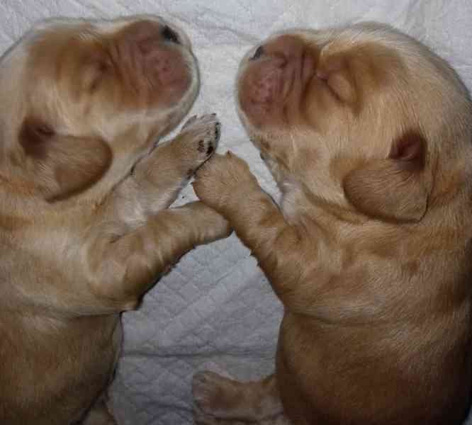 Anglický kokršpaněl  - foto 2