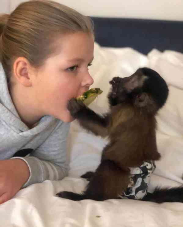 Zdarma Dítě kapucínské opice k adopci nyní zdarma   - foto 3