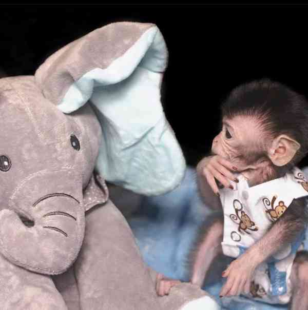 Zdarma Dítě kapucínské opice k adopci nyní zdarma   - foto 2