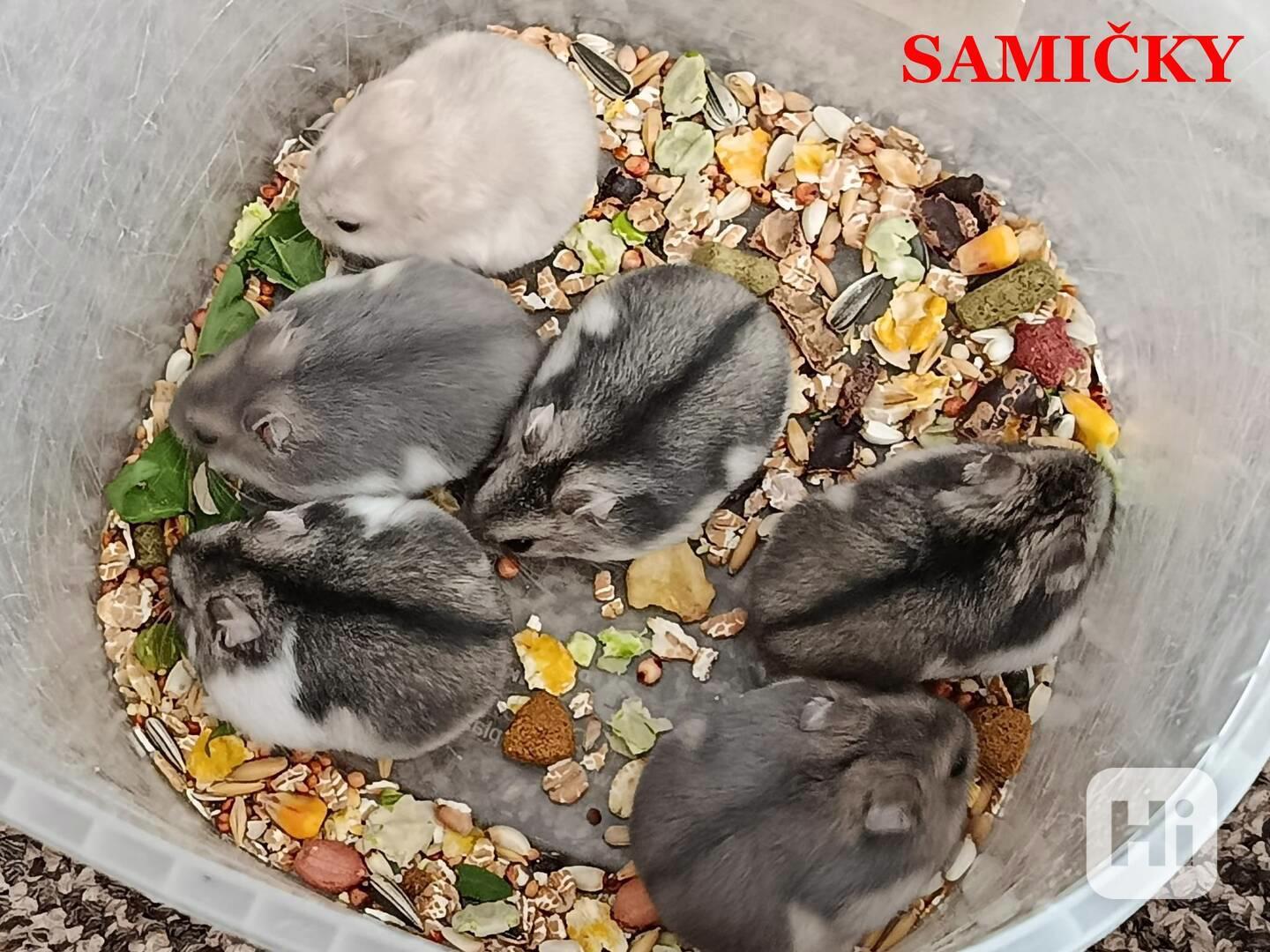 Křečík džungarský - foto 1