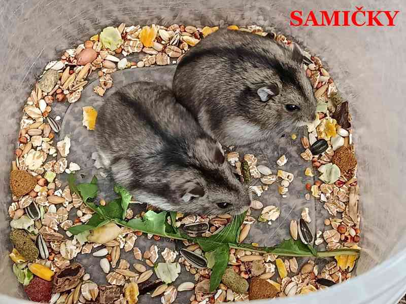 Křečík džungarský - foto 3