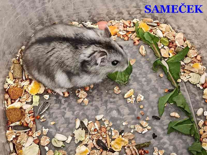 Křečík džungarský - foto 5