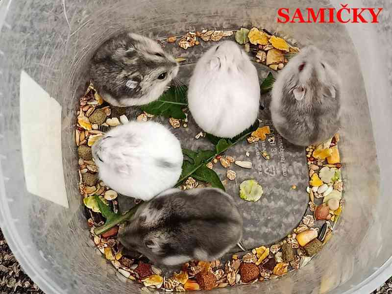 Křečík džungarský - foto 2