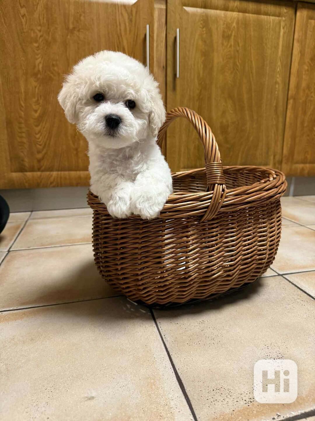 Bišonek s PP  - foto 1