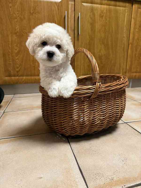 Bišonek s PP  - foto 1