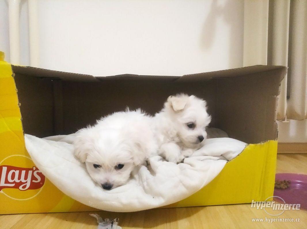 Štěňátka maltézáčka. - foto 1