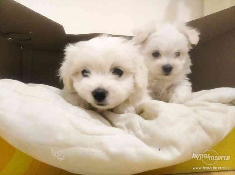 Štěňátka maltézáčka. - foto 2