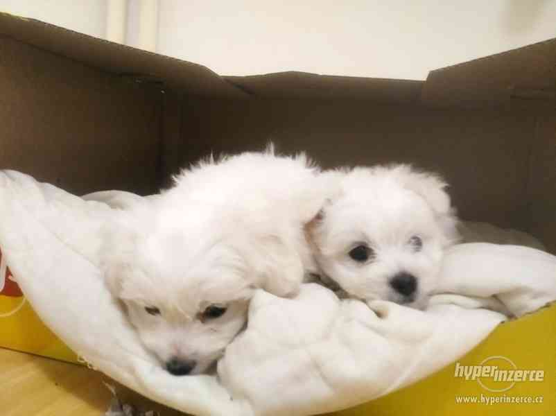 Štěňátka maltézáčka. - foto 3