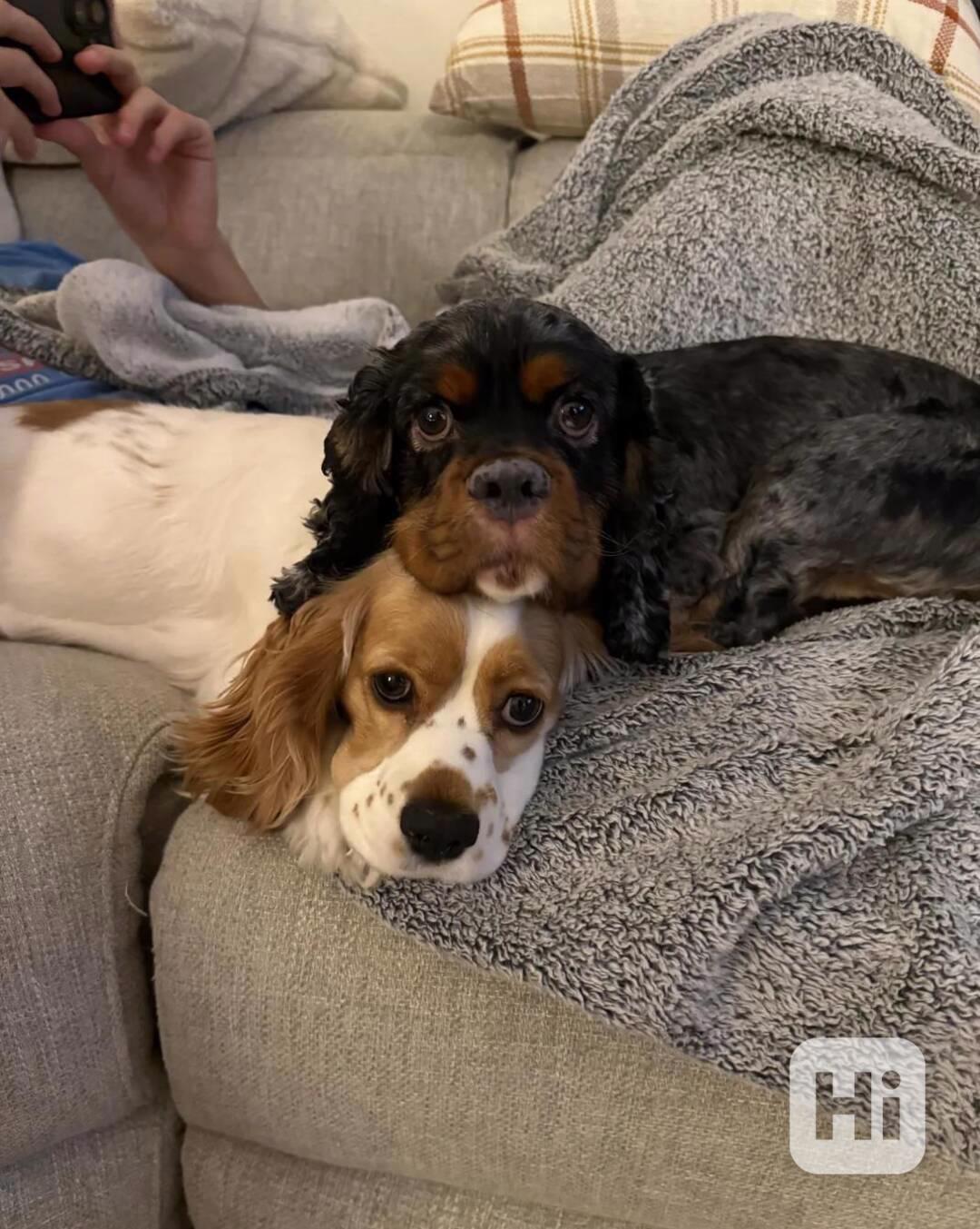 4. listopadu vrh 4 amerických kokršpanělů a štěňata budou k  - foto 1